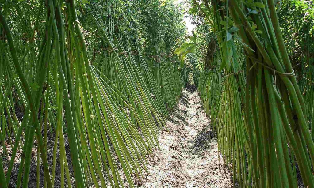 Why kenaf farming remains an opportunity for entrepreneurs