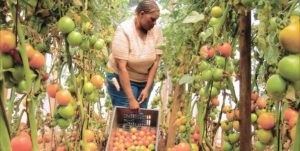 Uganda practicing greenhouse farming
