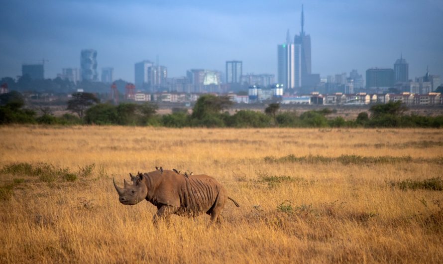 The Impact of the Economic and Regulatory Environment on Technology Startups in Kenya: A Study of Silicon Savannah